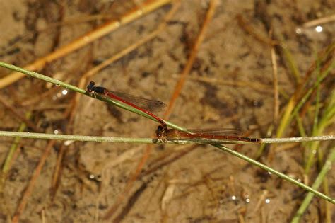 Eastern Red Damsel From Champaign County Oh Usa On June At