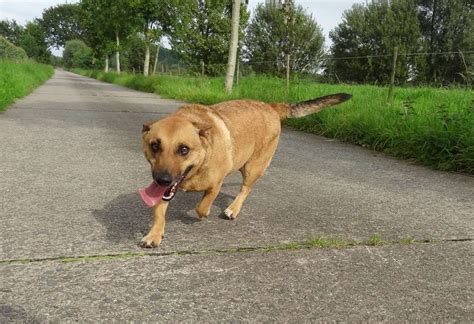 belgian malinois - dachshund