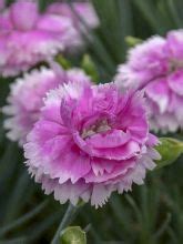 Œillet mignardise Devon Dove Dianthus plumarius Devon Dove Le