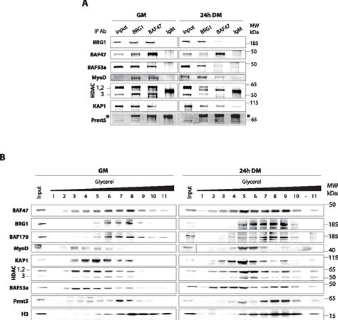 Figure 5 From The SWI SNF Subunit Tumor Suppressor BAF47 INI1 Is