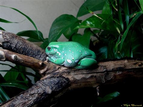 White's Tree Frog by K-Jackson-Katss on DeviantArt