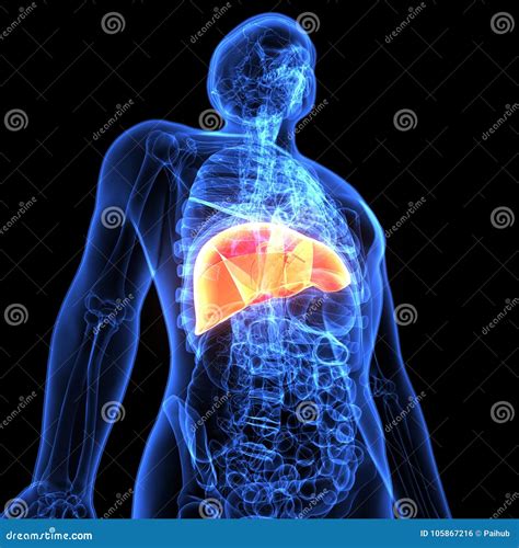 3d Illustration Of Human Body Liver Anatomy Stock Illustration