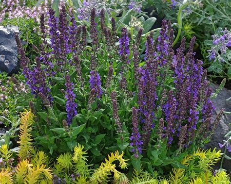 Salvias Plant Care And Collection Of Varieties