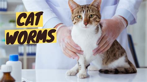 Understanding, Preventing, and Treating Cat Worms - Ultimate Guide ...