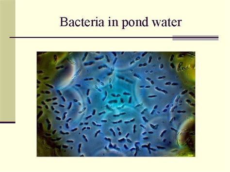 Monera e g Bacteria Bacteria in pond water