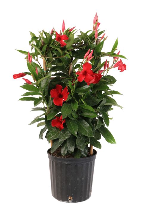 Mandevilla Plants, Bulbs & Seeds at Lowes.com