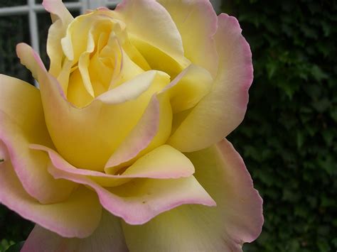 Hybrid Tea Rose Wikipedia