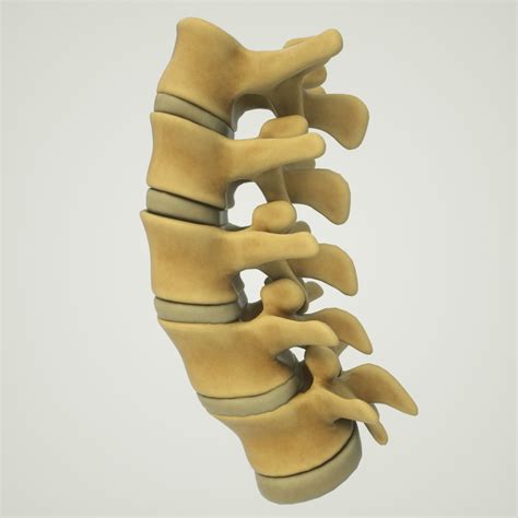 Vertebrae 3d Models Download Free3d