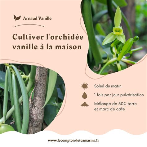 Comment cultiver et polliniser l orchidée vanille Arnaud Vanille