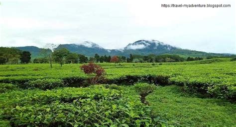 Wisata Keindahan Alam Kebun Teh Sukawana Dibandung Travel My Adventure