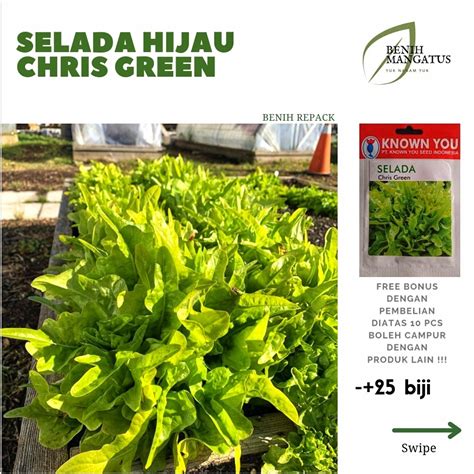 Jual B 24 Benih Selada Lettuce Hijau CHRIS GREEN 25 BIJI Repack Cap