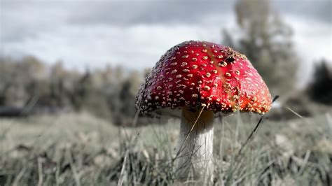 Red Fly Agaric Mushroom Fungus Free Photo On Pixabay Pixabay