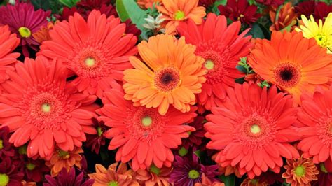 The Beauty of Gerbera Daisies: Vibrant Colors and Long Stems - GardenFine