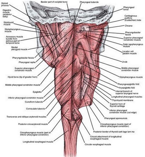 Throat Anatomy