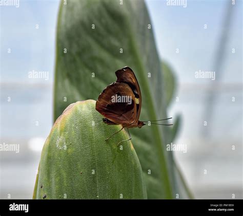 An Autumn Leaf Butterfly Doleschallia Bisaltide On A Plant Leaf In The