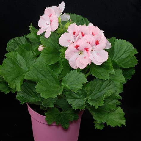 Pelargonium Grandiflorum