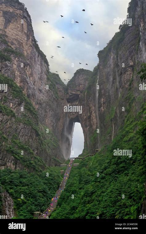 Flock of birds flying over holy sacred Tianmen Mountain in summer, the ...