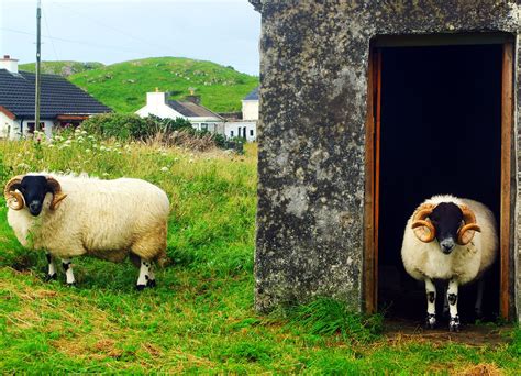 Sheep Aries Ireland Farm - Free photo on Pixabay