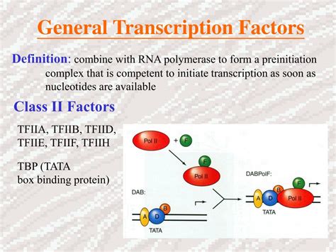 Ppt Transcription Powerpoint Presentation Free Download Id3976839