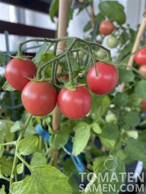 Tomatensamen Tomate Balkonzauber Samen Saatgut Kaufen