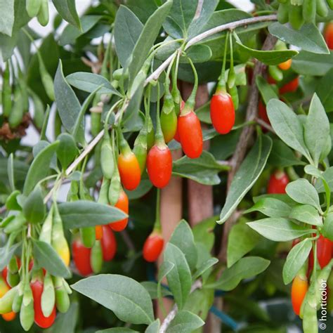 Comment Planter Un Goji Agencement De Jardin Aux Meilleurs Prix