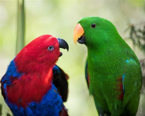 Eclectus Parrot Ultimate Guide For Their Care Behavior And Training