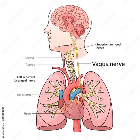 Pathway Of Vagus Nerve Through Human Body Including Its Connection To