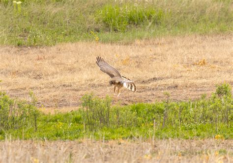 Dawn Chorus: Sharing the homestead with nesting harriers