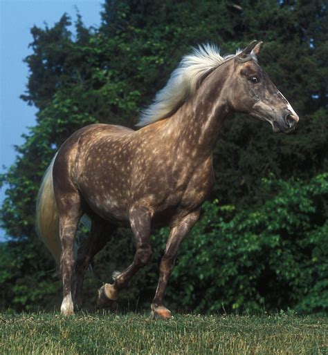 rocky mountain horse wikipedia
