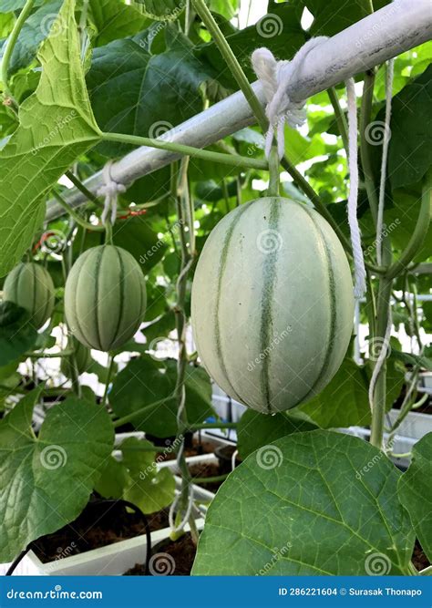 Melon Planting , Growing Melons in the Home Garden, Japanese Melon Grow
