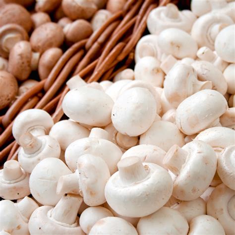 White Button Mushrooms Swfl Produce Fort Myers Cape Coral And Local