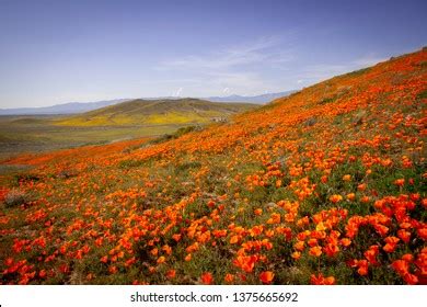 Antelope Valley California Poppy Reserve State Stock Photo