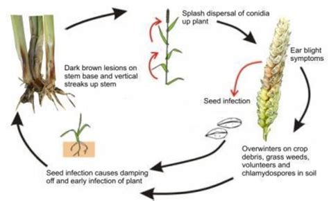 Figure 3 From Fusarium Head Blight And Crown Rot On Wheat Barley