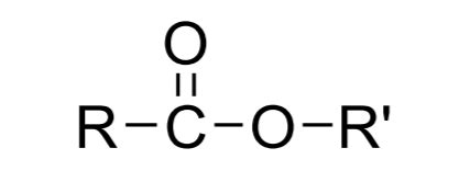 Ester Lewis Structure