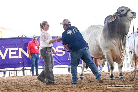 What cattle shows are like in Mexico (and other international countries ...