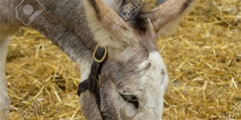 Nome Cientifico Do Burro
