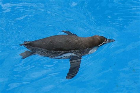 Kororā Little Penguin - Great Barrier Island