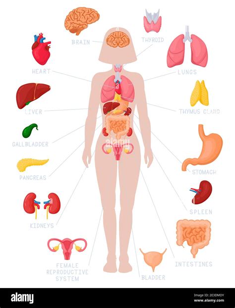 Organs Of The Female Body