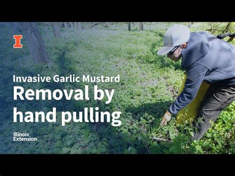 How To Remove Invasive Garlic Mustard By Hand Pulling Youtube