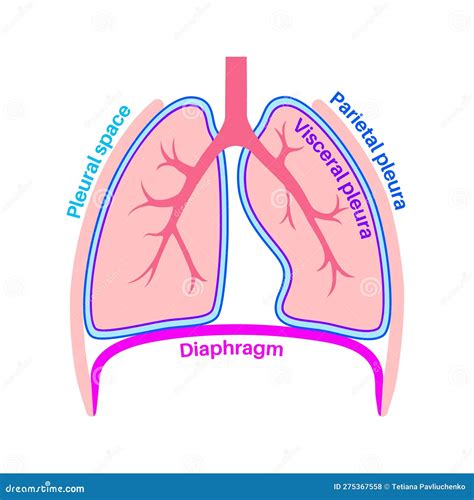 Pleura Anatomical Poster Stock Vector Illustration Of Biology