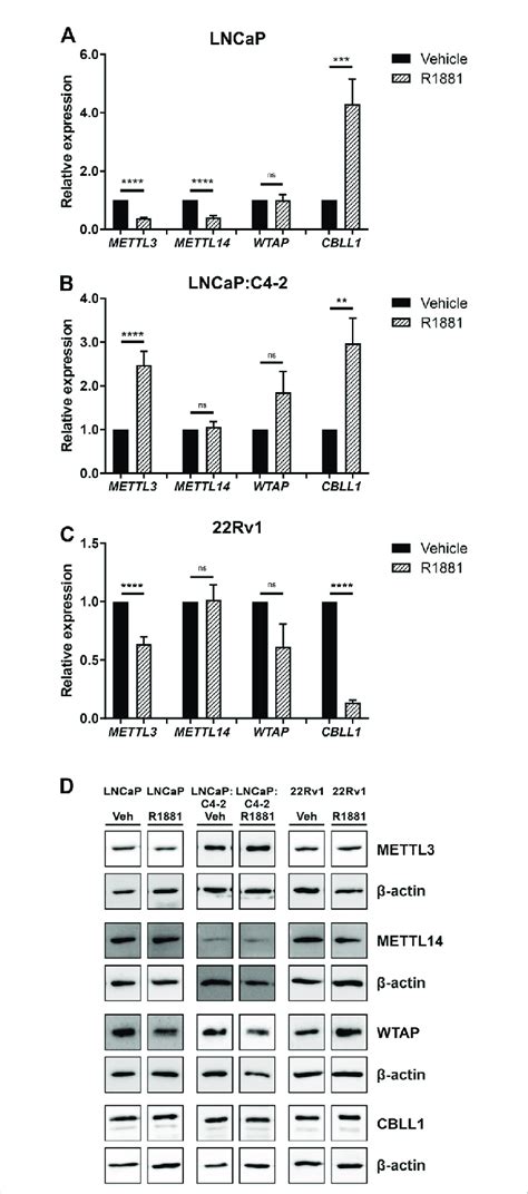 Mettl3 Mettl14 Wtap And Cbll1 Expression In Pca Cell Lines Download Scientific Diagram