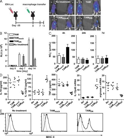 Adoptive transfer of IKKβ targeted TAMs inhibits tumor growth in vivo