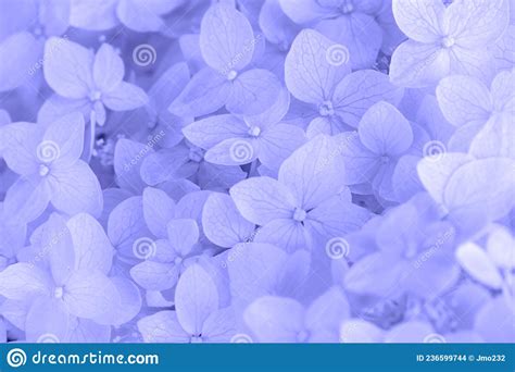 background peri  koleksi gambar