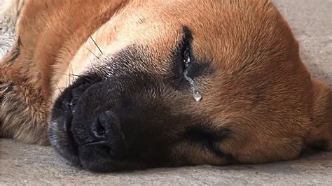 Poor Dog Was So Traumatized By His Past That Every Night Hed Cry