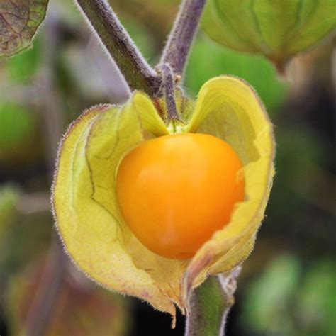 Hawaiian Giant Poha Berry Seeds Physalis Peruviana Goldenberry