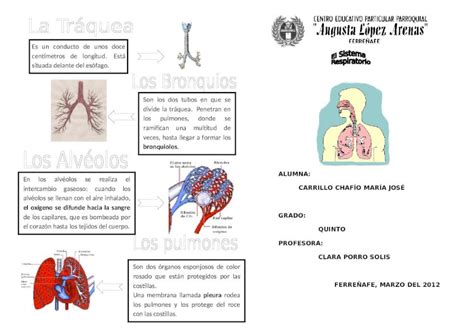 Docx Diptico De Sistema Respiratorio Dokumen Tips