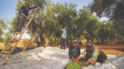 Turkish olive cultivation secures spot on UNESCO list Türkiye News