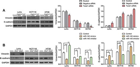 Overexpression Of MiR 145 Inhibited EMT In CRC Cells A Western Blot