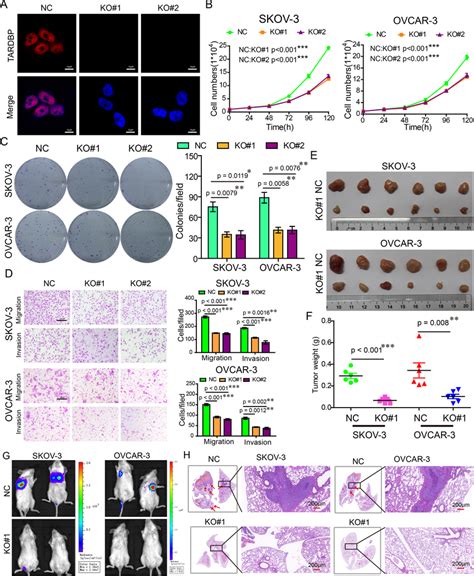 Tardbp Knockout Ko Inhibits Tumorigenesis And Metastasis In Vitro And