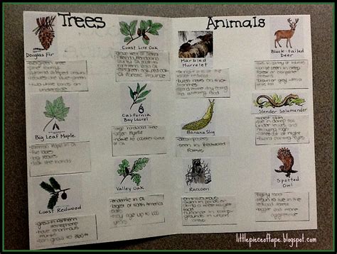 Little Piece Of Tape Creating A Field Guide In The Classroom